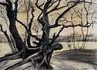  A drawing of gnarled black tree roots