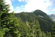 An evergreen forest growing on a steep mountainside