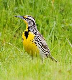 A bird with a bright yellow breast is perched on the ground amid grasses.