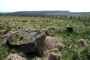 Photo of the stone circle amongst tree stumps