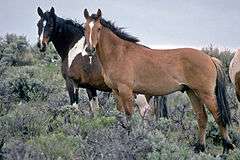 two horses standing on a sagebrush-covered hill