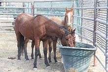 three horses in a  metal pipe corral surrounding a water trough