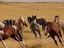 A group of horses running through dry prairie grass