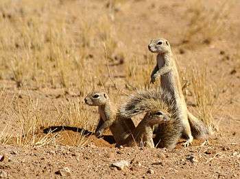 Three cape ground squirrels emerging from a burrow in the Namib Desert