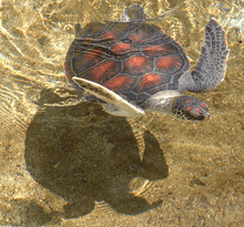 Photo of 2 swimming turtles